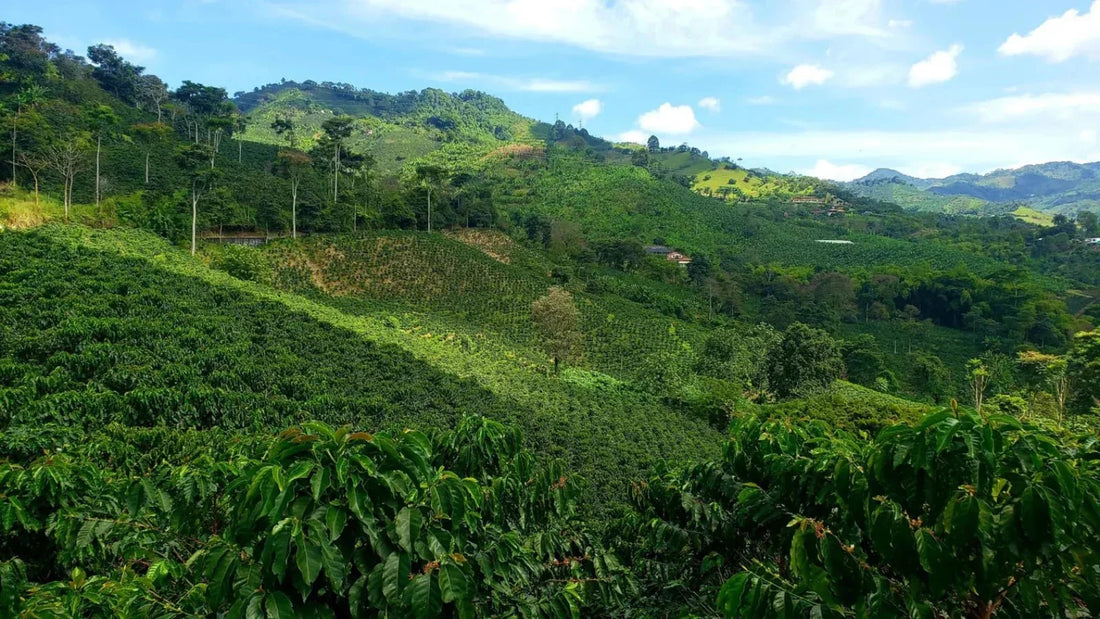 EL CAFÉ COMO TECNOLOGÍA DE PAZ: POR QUÉ LOS HIJOS DE MORALES DECIDIERON NO ABANDONAR EL CAUCA. - SAXUM TRADING GROUP SAS