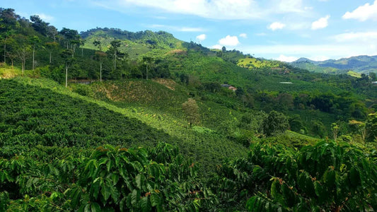 EL CAFÉ COMO TECNOLOGÍA DE PAZ: POR QUÉ LOS HIJOS DE MORALES DECIDIERON NO ABANDONAR EL CAUCA. - SAXUM TRADING GROUP SAS